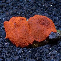 مرجان قارچی قرمز