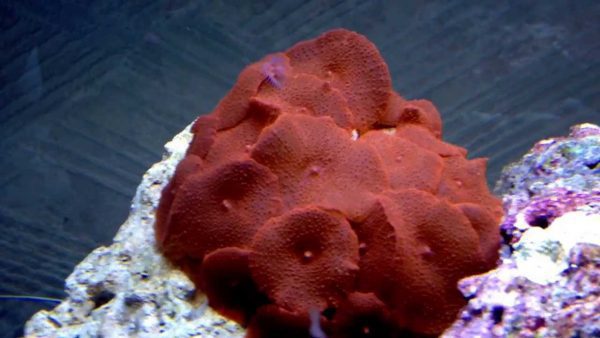 مرجان قارچی قرمز