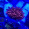 Red Rose Bubble Anemone