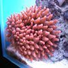 Red Rose Bubble Anemone