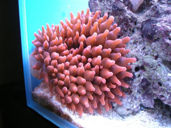 Red Rose Bubble Anemone