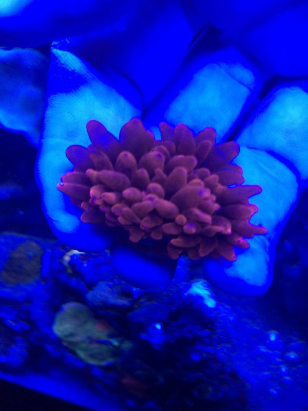 Red Rose Bubble Anemone
