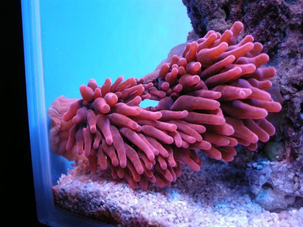 Red Rose Bubble Anemone