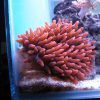 Red Rose Bubble Anemone