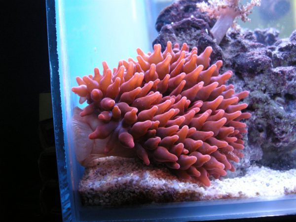 Red Rose Bubble Anemone