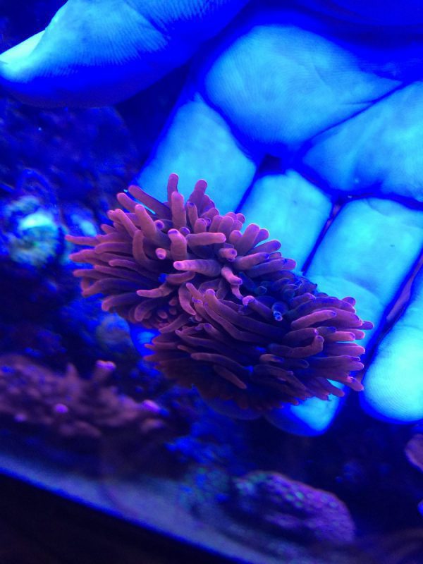Red Rose Bubble Anemone
