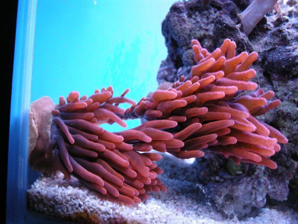 Red Rose Bubble Anemone