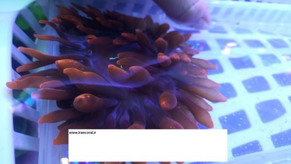 Red Rose Bubble Anemone