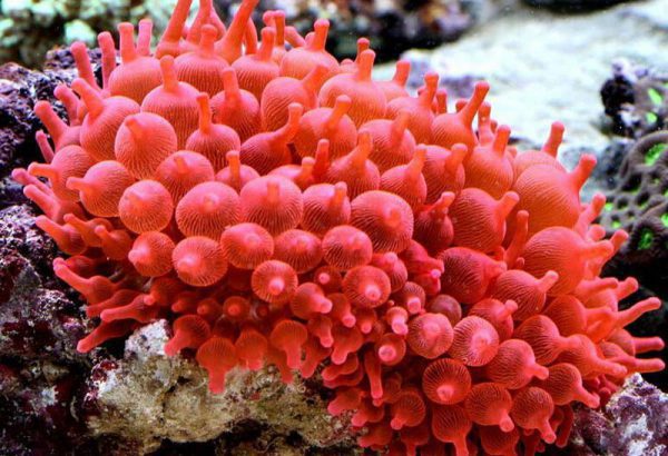 Red Rose Bubble Anemone