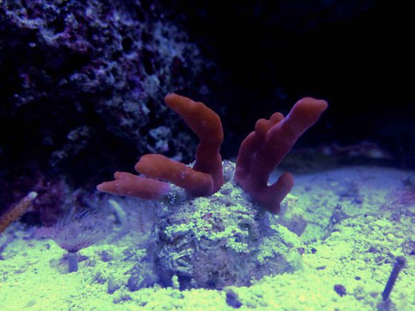 مرجان مونتیپورا ستوزا قرمز