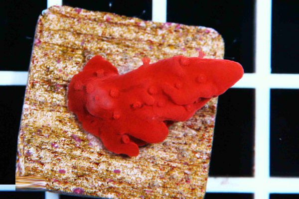 مرجان مونتیپورا ستوزا قرمز