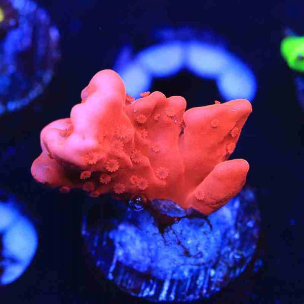 مرجان مونتیپورا ستوزا قرمز