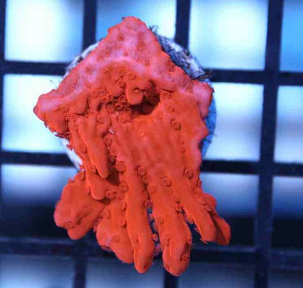 مرجان مونتیپورا ستوزا قرمز