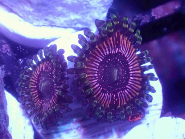 پلیپ زوانتوس سوپراستار Superstar Zoanthids