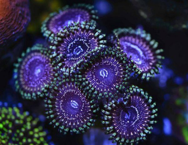 پلیپ زوانتوس سوپراستار Superstar Zoanthids