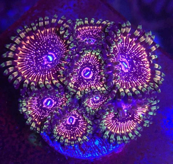 پلیپ زوانتوس سوپراستار Superstar Zoanthids