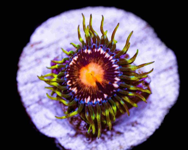 پلیپ زوانتوس اسویت