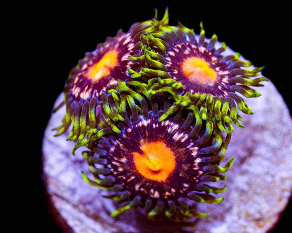 پلیپ زوانتوس اسویت