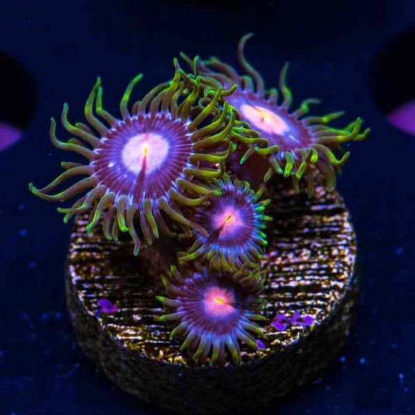 پلیپ زوانتوس اسویت