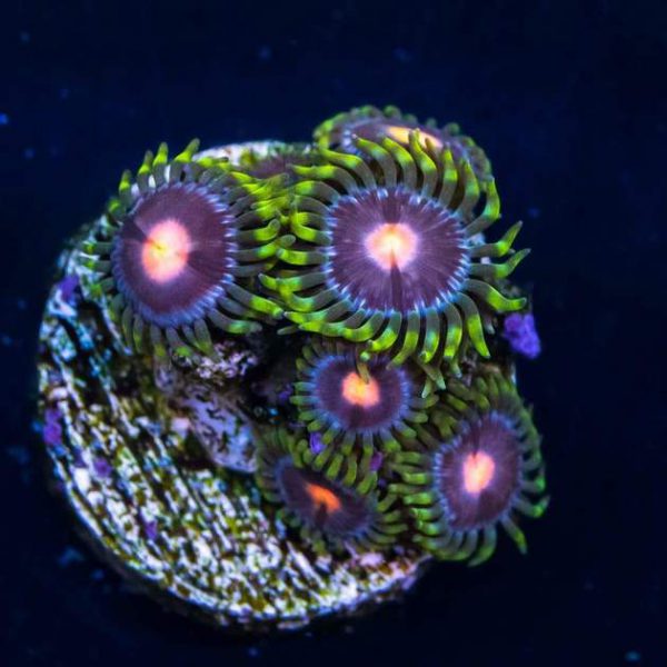 پلیپ زوانتوس اسویت