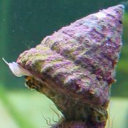 حلزون دریایی توربو