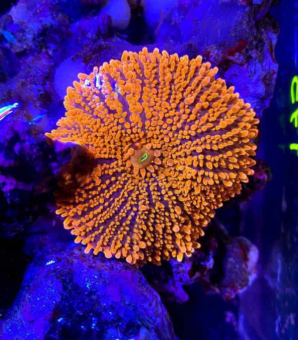 ماشروم ریکوردیا یوما نارنجی الترا