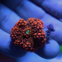 ماشروم ریکوردیا یوما نارنجی الترا