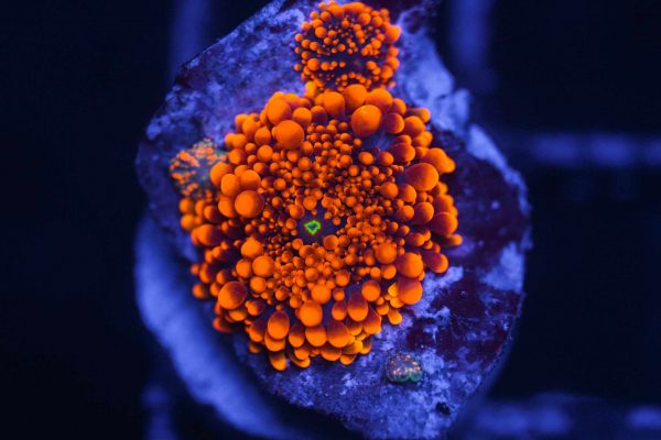 ماشروم ریکوردیا یوما نارنجی الترا