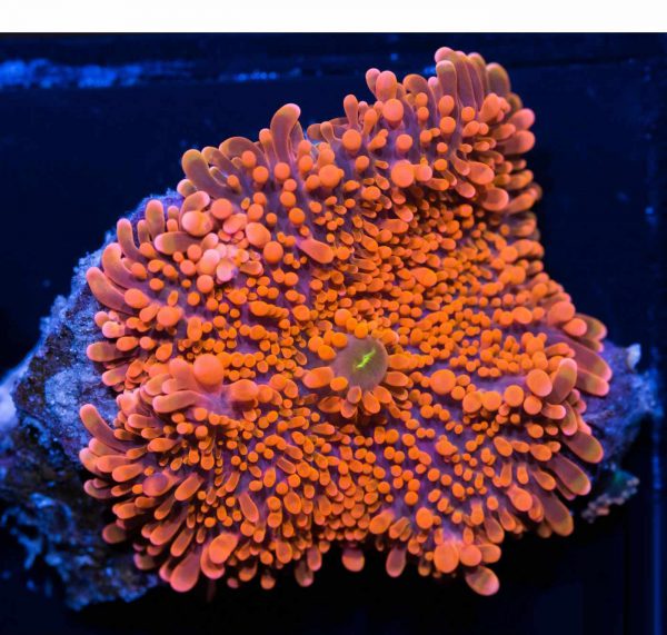 ماشروم ریکوردیا یوما نارنجی الترا