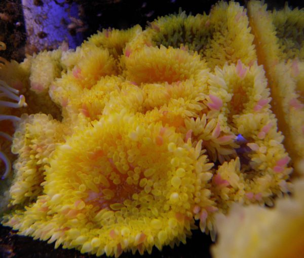 شقایق سبا زرد