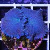 blue rhodactis mushroom coral