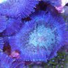 blue rhodactis mushroom coral