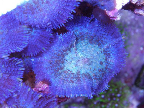 blue rhodactis mushroom coral