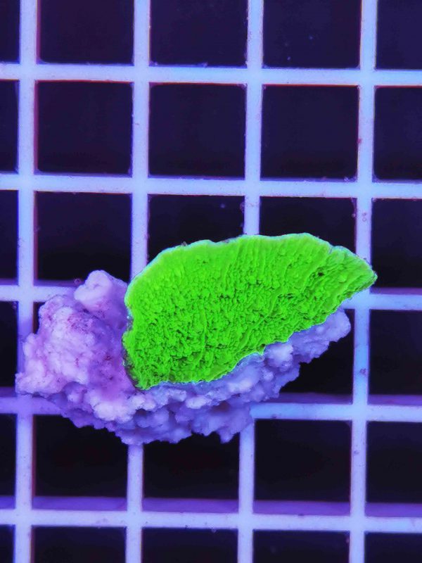 مرجان مونتیپورا سبز نئون