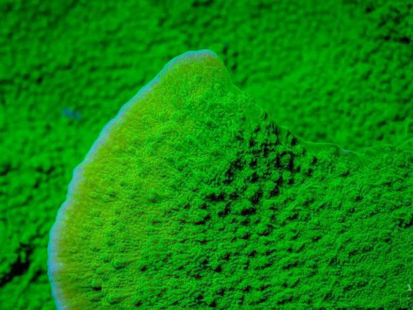 مرجان مونتیپورا سبز نئون