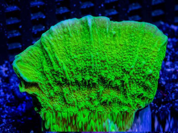 مرجان مونتیپورا سبز نئون