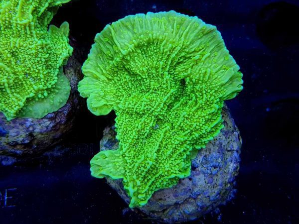 مرجان مونتیپورا سبز نئون