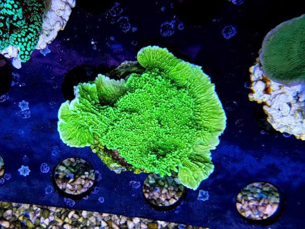 مرجان مونتیپورا سبز نئون