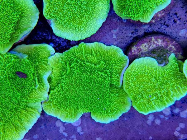 مرجان مونتیپورا سبز نئون