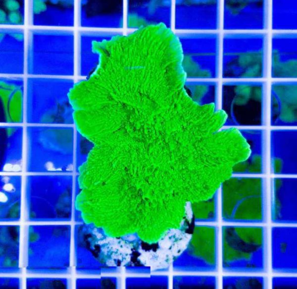 مرجان مونتیپورا سبز نئون