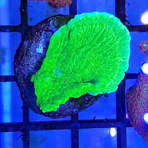 مرجان مونتیپورا سبز نئون