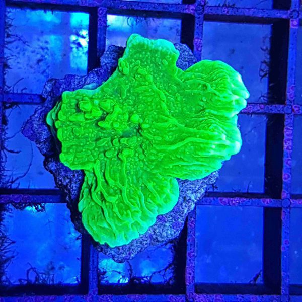 مرجان مونتیپورا سبز نئون