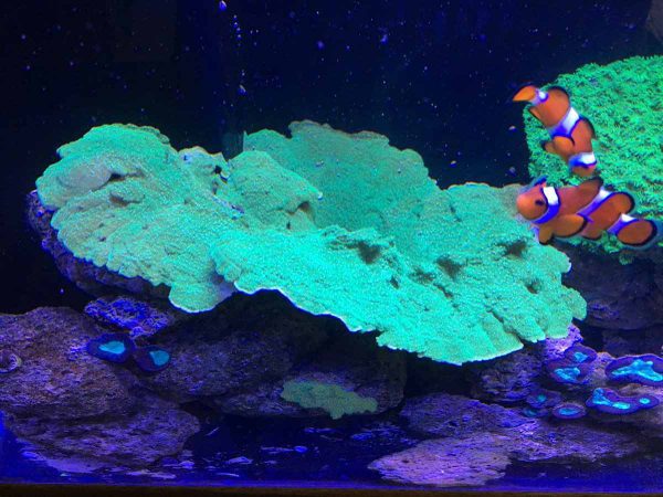 مرجان مونتیپورا سبز نئون