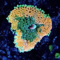 ماشروم ریکوردیا فلوریدا نارنجی سبز