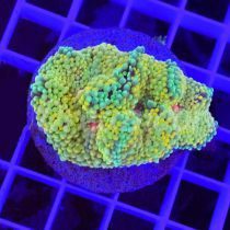 ماشروم ریکوردیا فلوریدا زرد