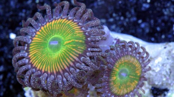 پلیپ زوانتوس آفتابی