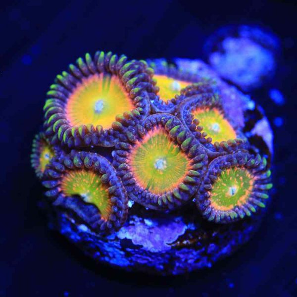 پلیپ زوانتوس آفتابی