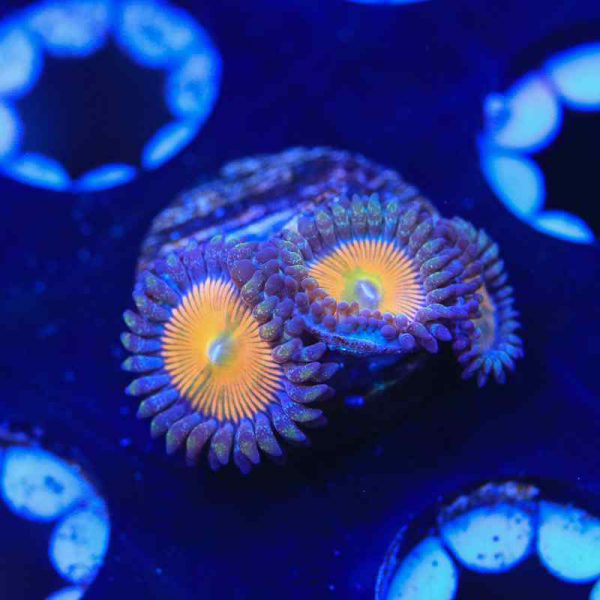 پلیپ زوانتوس آفتابی