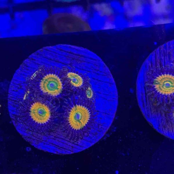 پلیپ زوانتوس آفتابی