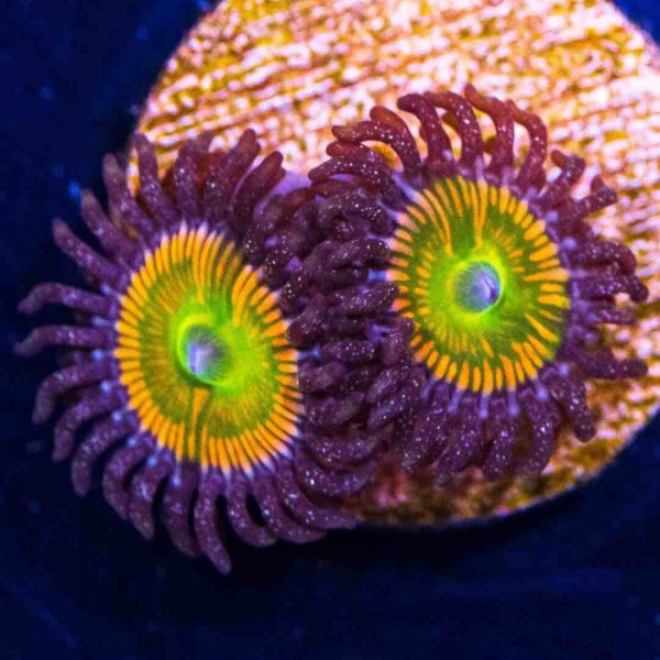 پلیپ زوانتوس آفتابی